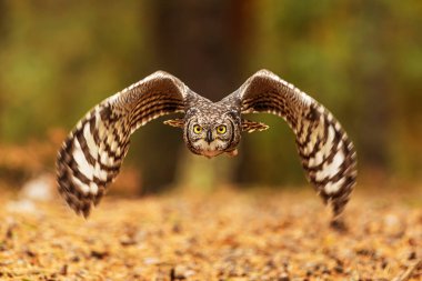 Benekli baykuş (Bubo africanus), benekli baykuş uçuş detayı olarak da bilinir.