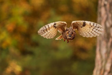 Dişi Bengal kartal baykuşu (Bubo bengalensis), yaygın olarak Hint kartal baykuşu veya kaya kartal baykuşu uçuş detayı olarak da bilinir.