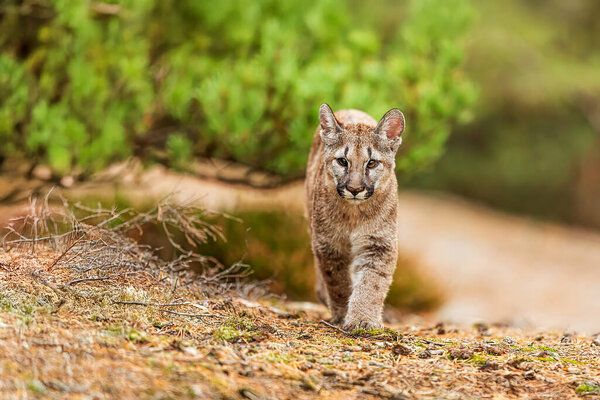 Kitten Cougar (Puma concolor), puma, mountain lion, panther, or catamount in the forest