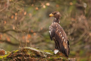 Beyaz kuyruklu kartal (Haliaeetus albicilla) ve kaya üzerinde yakalanan balık