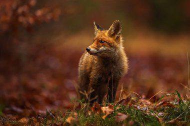 kızıl tilki (Vulpes vulpes) sonbahar renklerinde