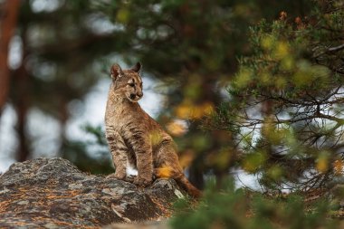 Cougar (Puma concolor), puma, dağ aslanı, panter veya katkı