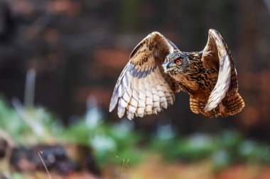 Avrasya kartal baykuşu (Bubo bubo) uçuş detayları