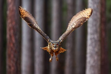 Avrasya kartal baykuşu (Bubo bubo) uzun ormanda uçuyor