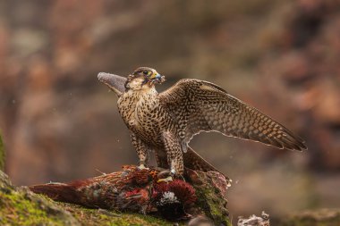 Peregrine Falcon (Falco peregrinus) sülün yer.