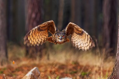 Avrasya kartal baykuşu (Bubo bubo) çam ormanlarında uçar
