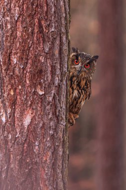Avrasya kartal baykuşu (Bubo bubo) bir çam ağacı gövdesinin arkasından dışarı bakar