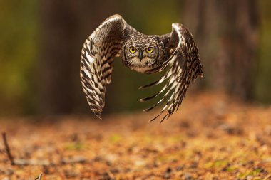 Benekli baykuş (Bubo africanus), Afrika benekli baykuşu olarak da bilinir.