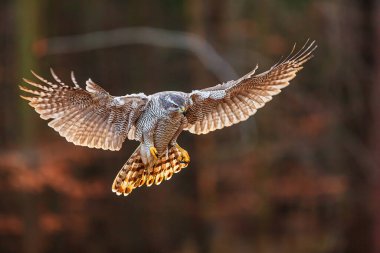 Kuzey Şahini Accipiter Gentilisin ışığa karşı uçuşu