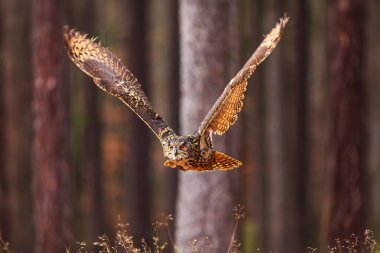 Tahta uçuşunda Avrasya kartal baykuşu (Bubo bubo)