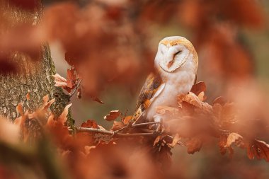 Yaşlı meşe yapraklarında dişi ahır baykuşu (Tyto alba)