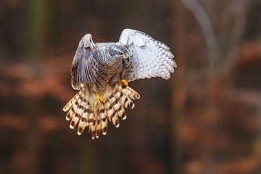 Kuzey Şahini (Accipiter gentilis) iniş için geliyor.