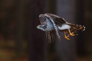Ormandaki uçuşta (Accipiter gentilis) kuzey kartalı
