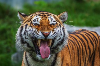 Erkek Sibirya Kaplanı (Panthera tigris tigris) korkutucu bir sırıtış