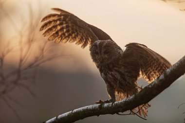 Tawny baykuşu (Strix aluco) arka planda kanatlarını açarak