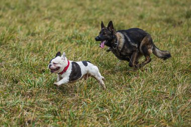 Erkek Alman çoban köpeği ve beyaz bir buldog.