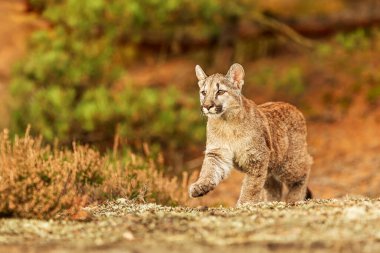 Cougar (Puma concolor), puma, dağ aslanı, panter veya fundalıkta katkı