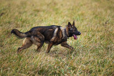 Erkek Alman Çoban Köpeği çimlerde