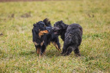 Erkek siyah ve altın rengi Hovie köpeği Hovawart ve beyaz erkek melez kadın.