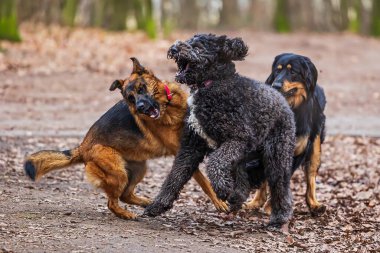 Erkek Alman Çoban Köpeği