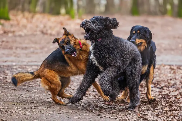 Erkek Alman Çoban Köpeği