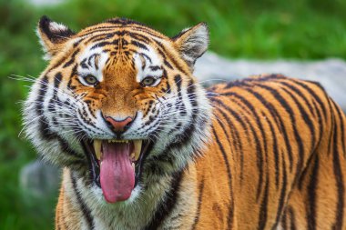 Sibirya erkek kaplanı (Panthera tigris tigris) korkunç bir yüz ifadesi sergiliyor.