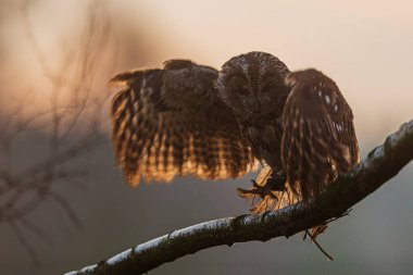 Tawny baykuşu (dallarda Strix aluco) arka planda