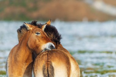 Przewalski 'nin atı (Equus ferus przewalskii), Moğol vahşi atı veya Dzungarian atı, başlarını ovuşturuyor.
