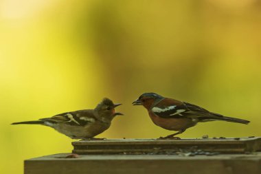 Dalların üzerinde yaygın (Fringilla coelebs) papatya