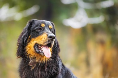Erkek siyah ve altın rengi Hovie köpeği Hovawart şirin bir portre