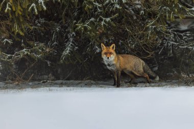 Kızıl Tilki (Vulpes vulpes) bir kış manzarasında karanlık bir ormanın kenarında