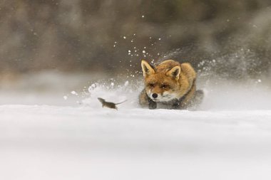 red fox (Vulpes vulpes) hunting mice in the snow clipart