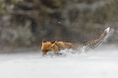 Kızıl Tilki (Vulpes vulpes) hızla karda bir fare yakaladı