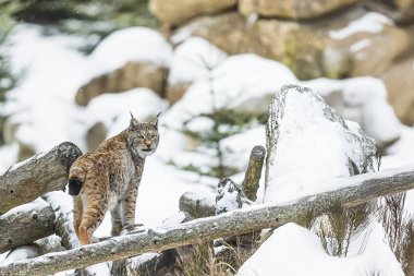 Avrasya vaşağı (Lynx vaşak) karla ıssız bir yerde