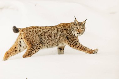 Avrasya vaşağı (Lynx vaşak) derin karda koşar