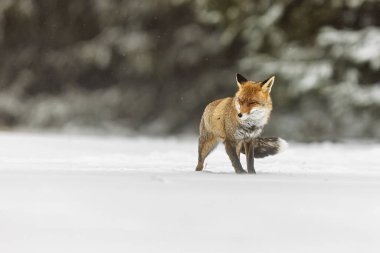 Kızıl Tilki (Vulpes vulpes) kara karşı güçlü rüzgarlara direnir