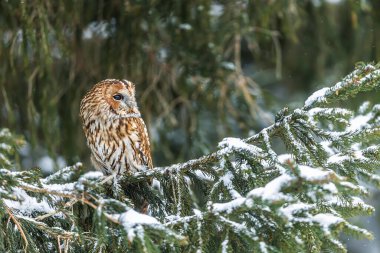 Erkek tawny baykuş (Strix aluco) bir ladin ağacının karlı dallarında