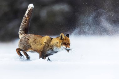 Kızıl Tilki (Vulpes vulpes) karda bir fare yakaladı.
