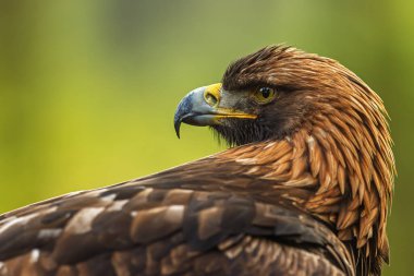 Dişi beyaz kuyruklu kartal (Haliaeetus albicilla) yakın plan portresi