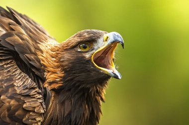 Dişi beyaz kuyruklu kartal (Haliaeetus albicilla) yakın plan portresi