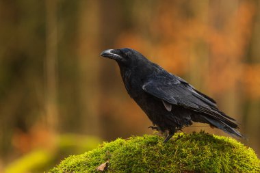 Turuncu arka planı olan yaygın kuzgun (Corvus corax)