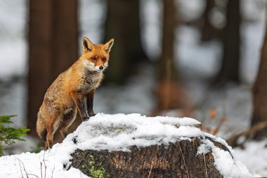 Kızıl Tilki (Vulpes vulpes) kış ormanında etrafa bakıyor