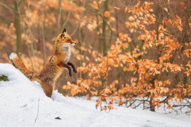 Kırmızı tilki (Vulpes vulpes) arkada duruyor