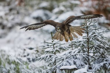 Karlı ağaçlarda uçan dişi akbaba (Buteo buteo)
