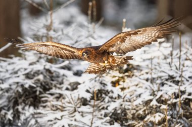 Karlı bir ormanda uçan altın kartal (Aquila chrysaetos)