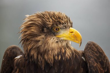 Dişi beyaz kuyruklu kartal (Haliaeetus albicilla) çok yakın bir portre