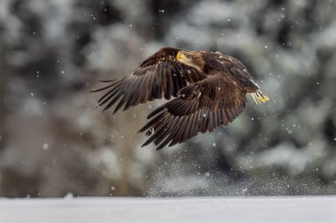 Dişi beyaz kuyruklu kartal (Haliaeetus albicilla) karlı bir ovada uçuyor.