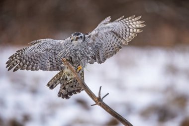 Kuru dallar üzerinde kuzey kartalı (Accipiter gentilis)