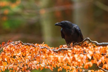 Erkek kuzgun (Corvus corax) buju üzerinde orman arka planına sahip portre