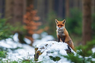 Kırmızı tilki (Vulpes vulpes) renkli bir ormanda kar kalıntıları ile